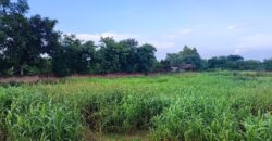 1000 sq. yd. Plot for Farmhouse in Sohna for Sale